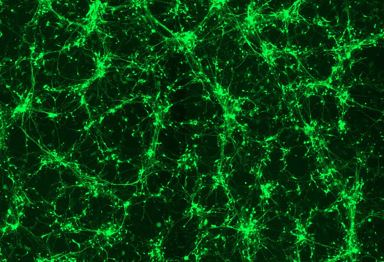 Microscopy image representing programmable cell behavior